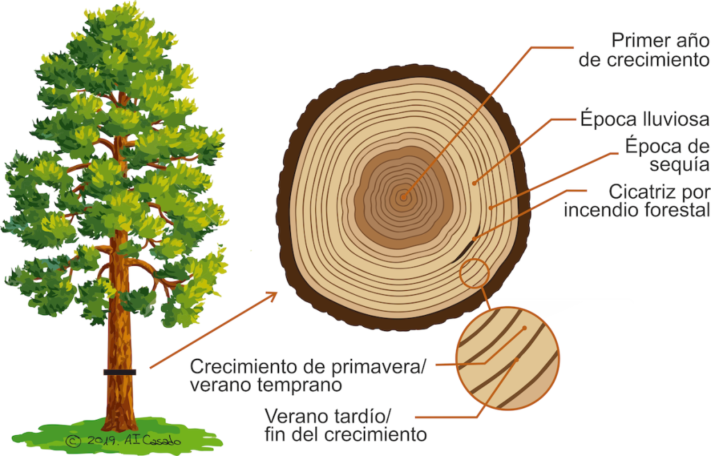 qué es la dencroclimatología