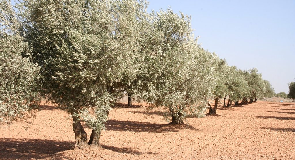 El olivar como cultivo leñoso