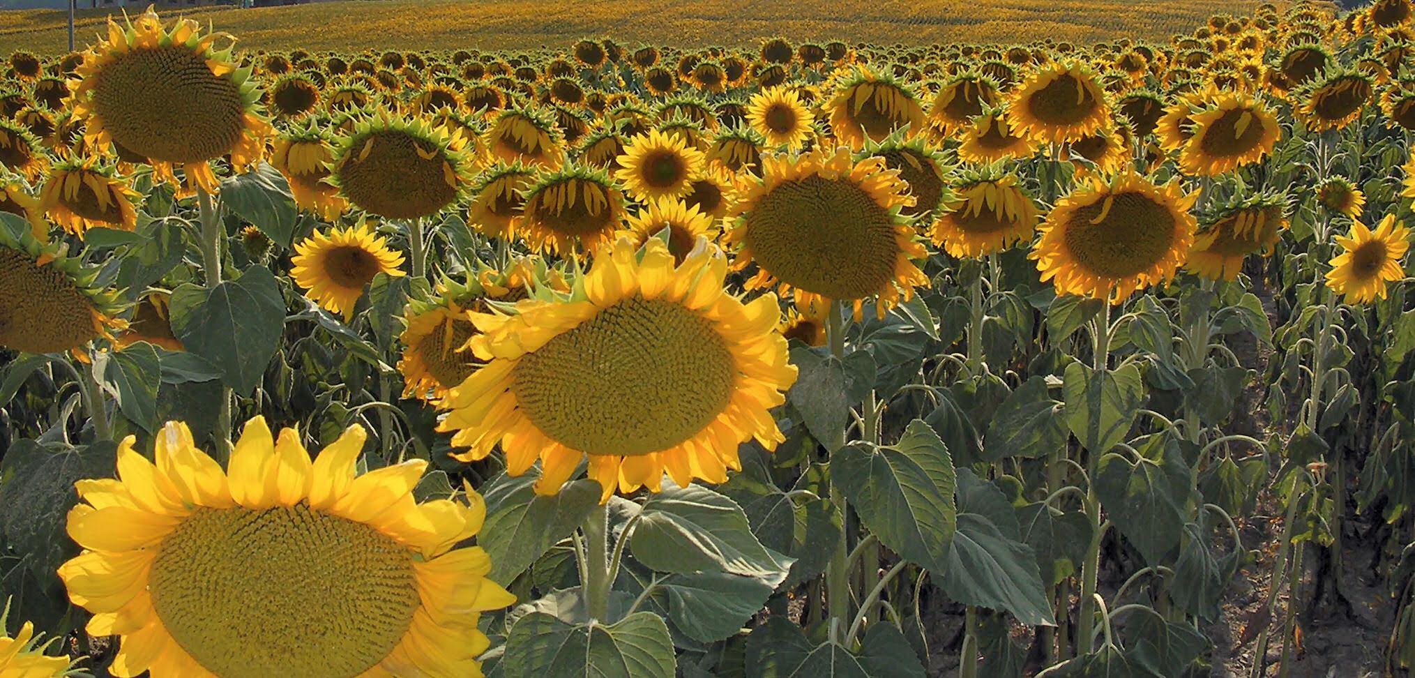 cultivo de girasol para la producción de aceite