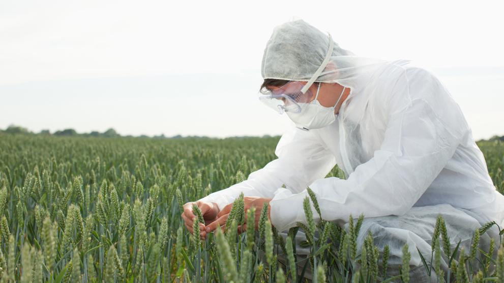 cultivos transgénicos son plantas que han sido modificadas genéticamente