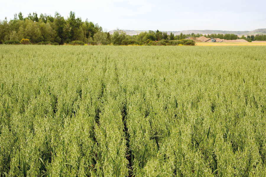 Cultivo de avena