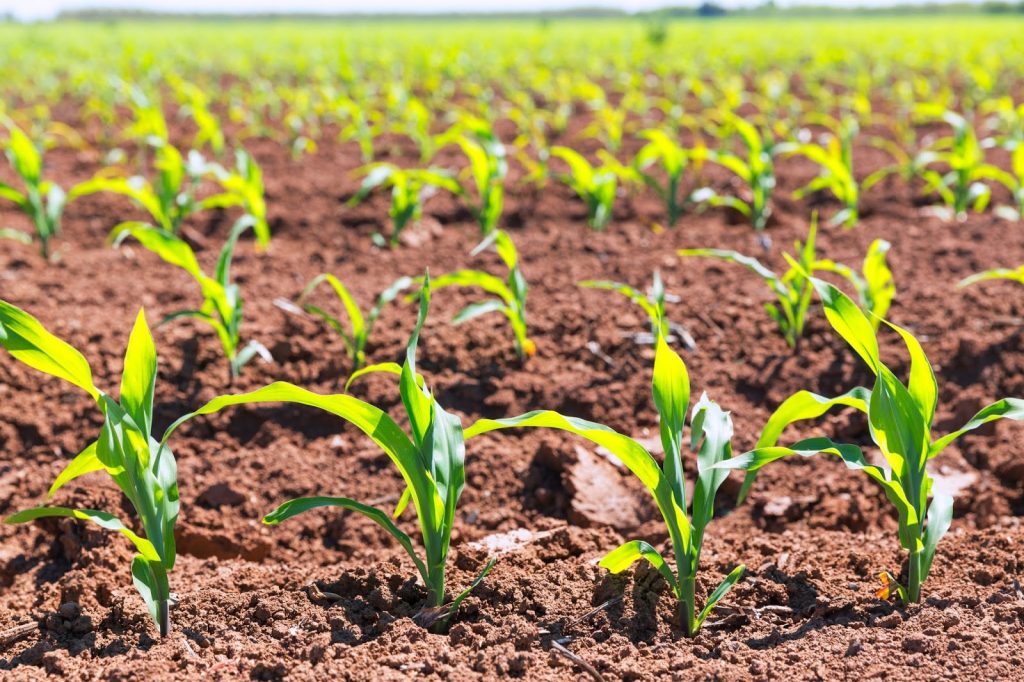 cultivo de maíz