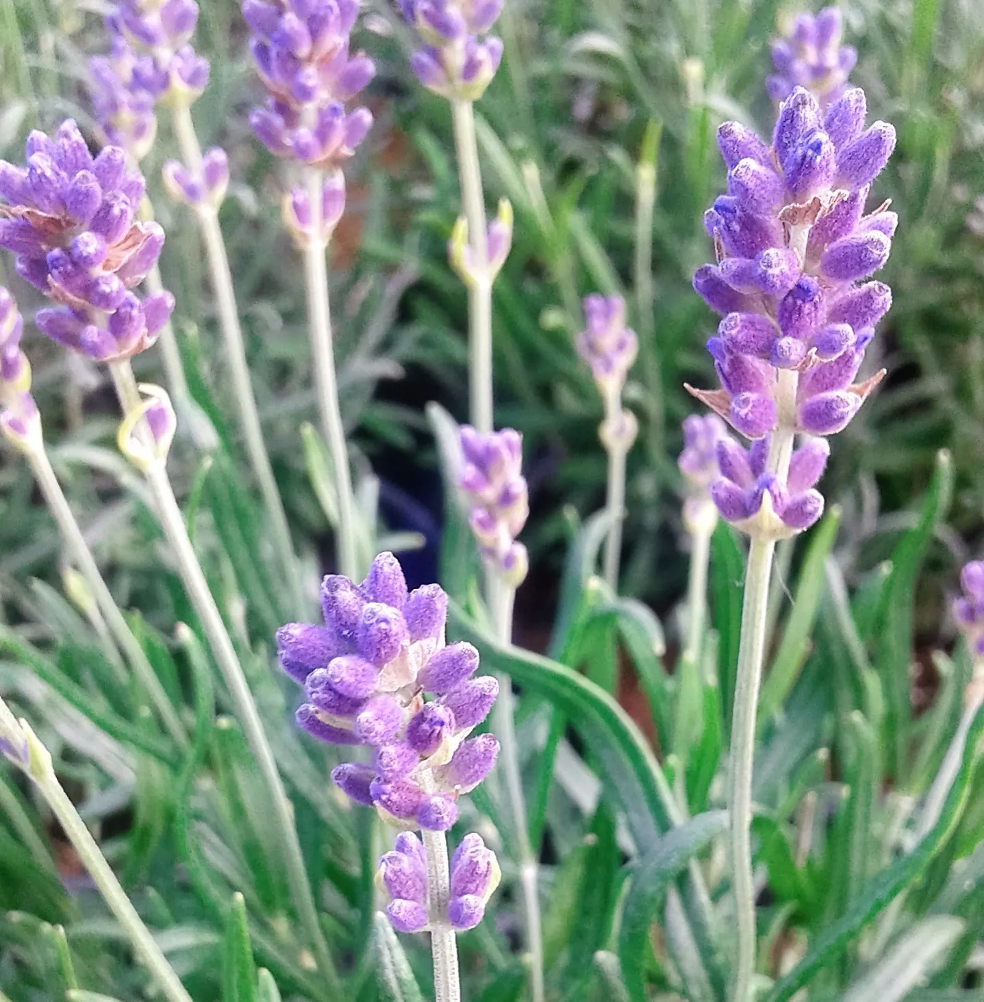 Lavandula officinalis