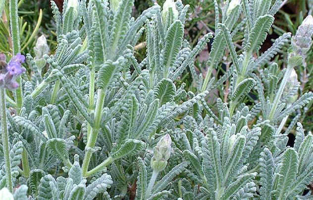 Lavandula dentata