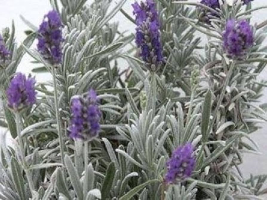 Lavandula-lanata