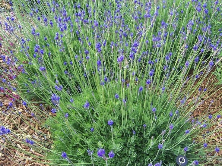 Lavandula multifida