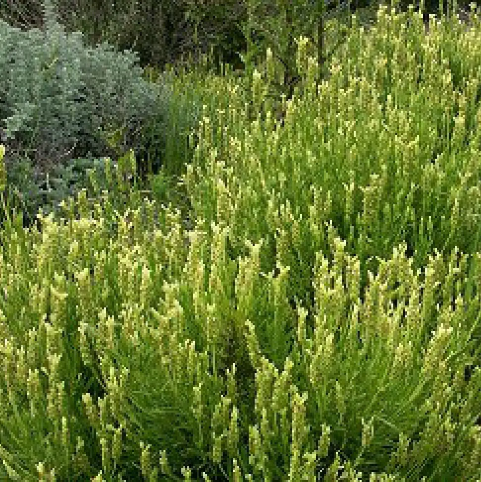 Lavandula viridis