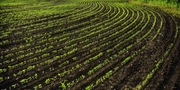 La importancia del manejo de la fertilidad del suelo en el cultivo