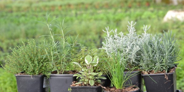 Cómo cultivar plantas aromáticas en casa