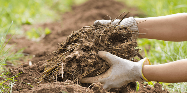 Biofertilizantes: qué son y cómo mejorar la fertilidad del suelo de forma natural