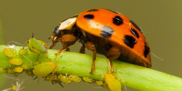 Control Biológico de Plagas: Una Alternativa Sostenible y Ecológica