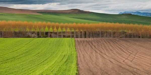 Barbecho: una técnica agrícola clave para una agricultura