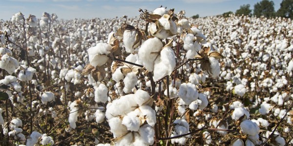 Cultivos Textiles: Innovación y Sostenibilidad