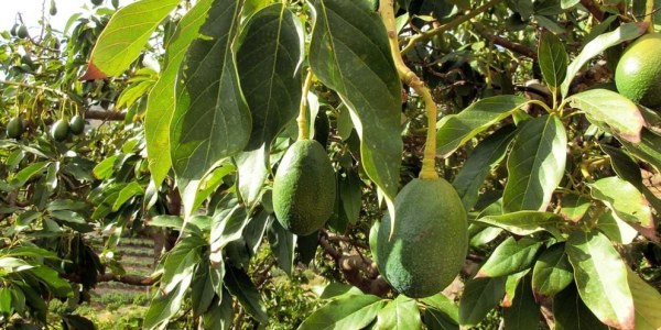 Cultivo del aguacate: Guía completa