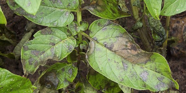 Phytophthora ¿Qué es?
