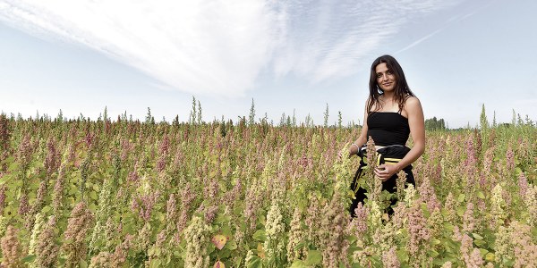 Cultivo de la Quinoa