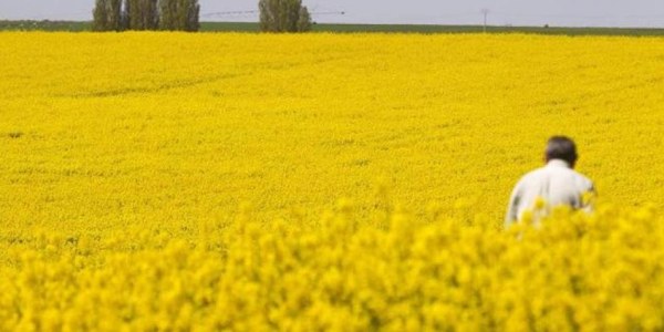 Cultivo de la Colza: Guía completa