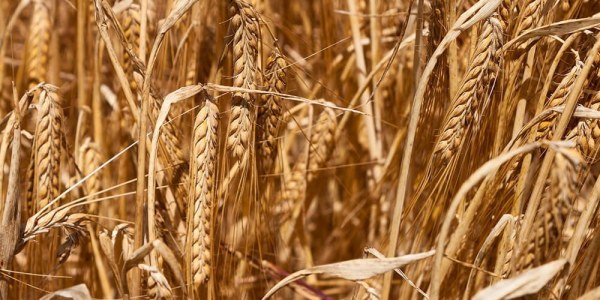Cultivo del centeno: Guía completa
