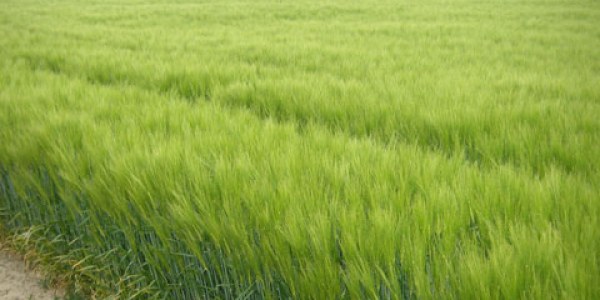 Cultivo de la cebada: Guía completa