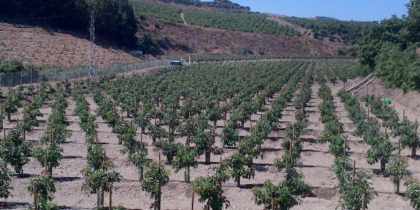 Marco de Plantación ¿Qué es y para qué sirve?