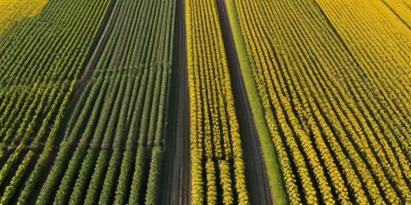 Cultivos oleaginosos: Importancia y Producción
