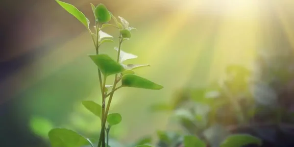 Fotosíntesis de las plantas: ¿Qué es, fases e importancia?