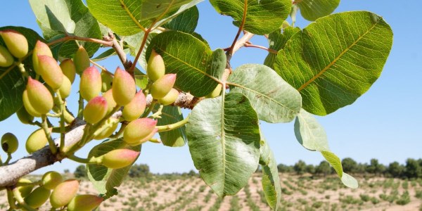 El cultivo del pistacho: Guía de iniciación, cuidados, plantación