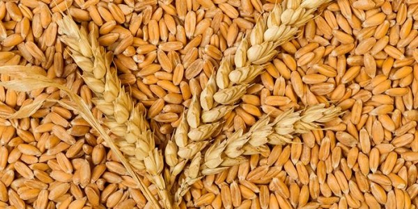 El cultivo de la espelta ecológica: Guía básica