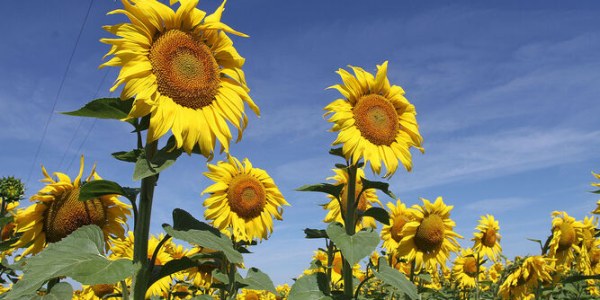 El cultivo del girasol: Guía básica