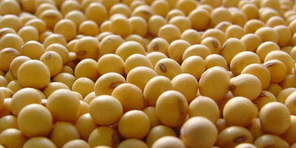 El cultivo de la soja: Guía básica