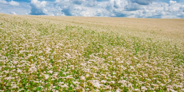 ¿Cómo cultivar trigo sarraceno?
