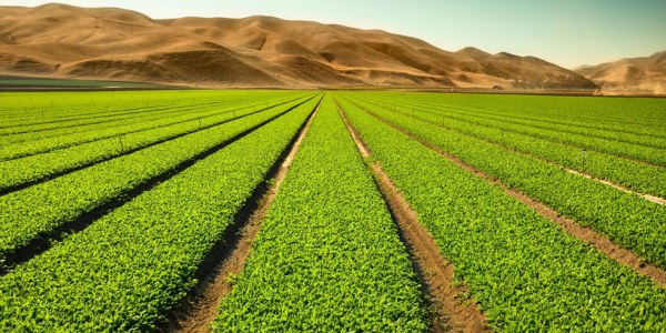 Laboreo o agricultura de conservación