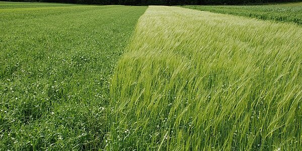 Cultivos Herbáceos: Definición y Clasificación