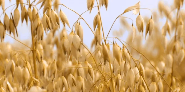 Cultivo de la avena: Guía completa para agricultores