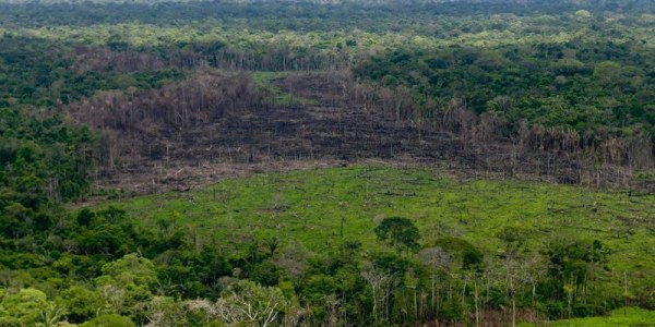 Dendroclimatología: ¿Qué es y para qué sirve?