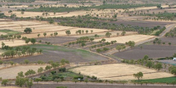 Agricultura de Secano: Sostenibilidad en Regiones Áridas