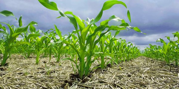Agricultura de Conservación: Un Camino Hacia la Sostenibilidad