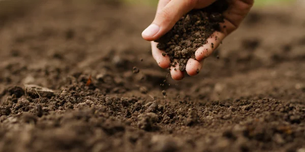Agricultura Sostenible: La Solución para el Futuro