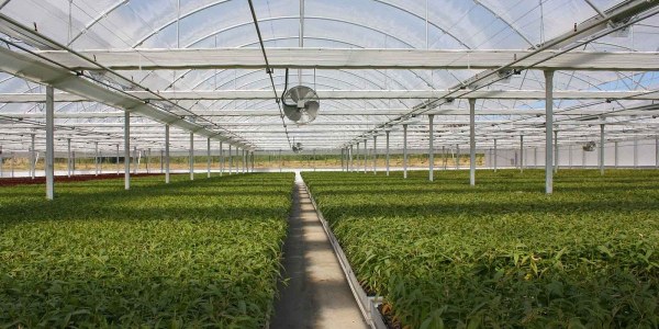 Agricultura Intensiva: Todo lo que necesitas saber